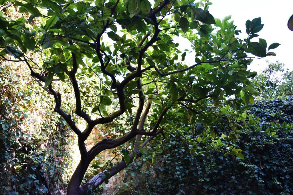 Artroom Garden Noto Exterior photo
